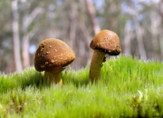 英雄联盟总决赛直播-2026世界杯的规则例外者，当俱乐部国家队击败美国，勒沃库森如何改写足球叙事