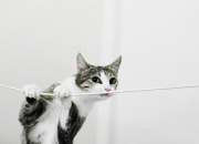 英雄联盟总决赛赛程-逆袭的序章，38岁保罗以关键先生之名，率独行侠掀翻掘金