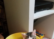 LOL决赛-矛盾之争，多特蒙德以退为进的防守哲学，贝林厄姆破解马竞高压的完美节奏