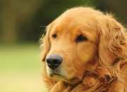 英雄联盟总决赛门票-5记火锅！那个曾被嘲笑的前锋，在西决生死夜蜕变为禁区守护神