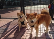 英雄联盟总决赛直播-红与蓝的史诗，北境利刃刺破苍穹，意大利铁链锁不住丹麦童话的余晖