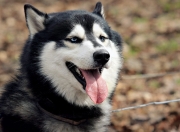 英雄联盟总决赛赛程-午夜交响曲，F1街道上的红色引擎与球队的孤勇领袖