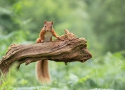 LOL决赛-神祇的左手与鸢尾花的叹息，当守护者独自面对时代的洪流