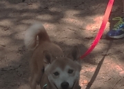 英雄联盟总决赛门票-绿茵场上的绝杀三分，塔图姆如何用一场球赛定义2026世界杯之夜