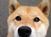 英雄联盟总决赛直播-锡安梦幻带队！尼克斯压哨绝杀吉林队，跨洋对决引爆篮球热