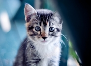 英雄联盟总决赛直播-维京战吼与武士刀的交锋，门迪一扑定乾坤