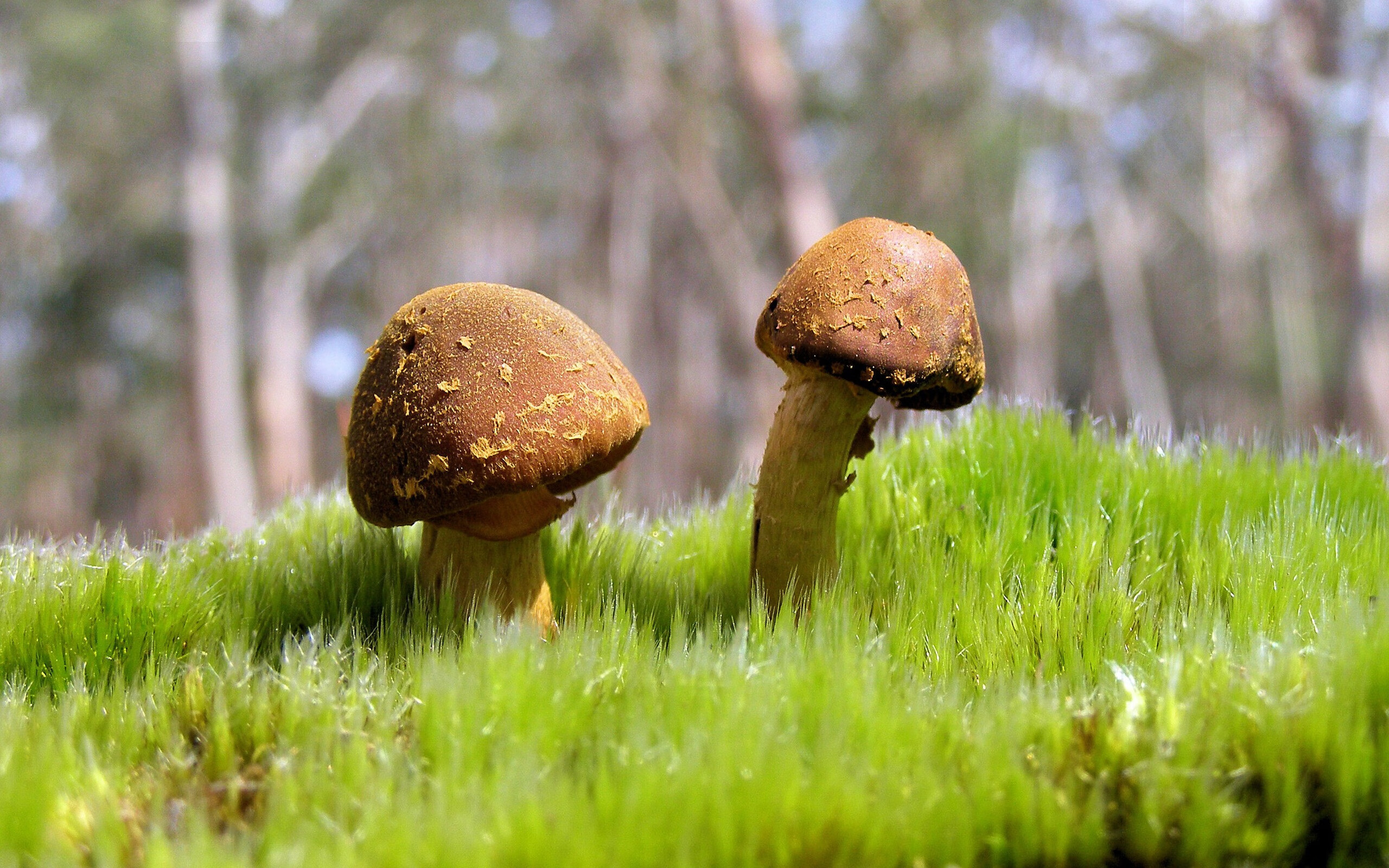 2026世界杯的规则例外者,当俱乐部国家队击败美国,勒沃库森如何改写足球叙事