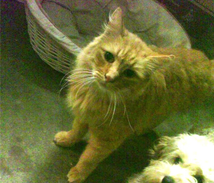 哈兰德化身防守铁闸，瑞典队逆转塞内加尔惊险晋级