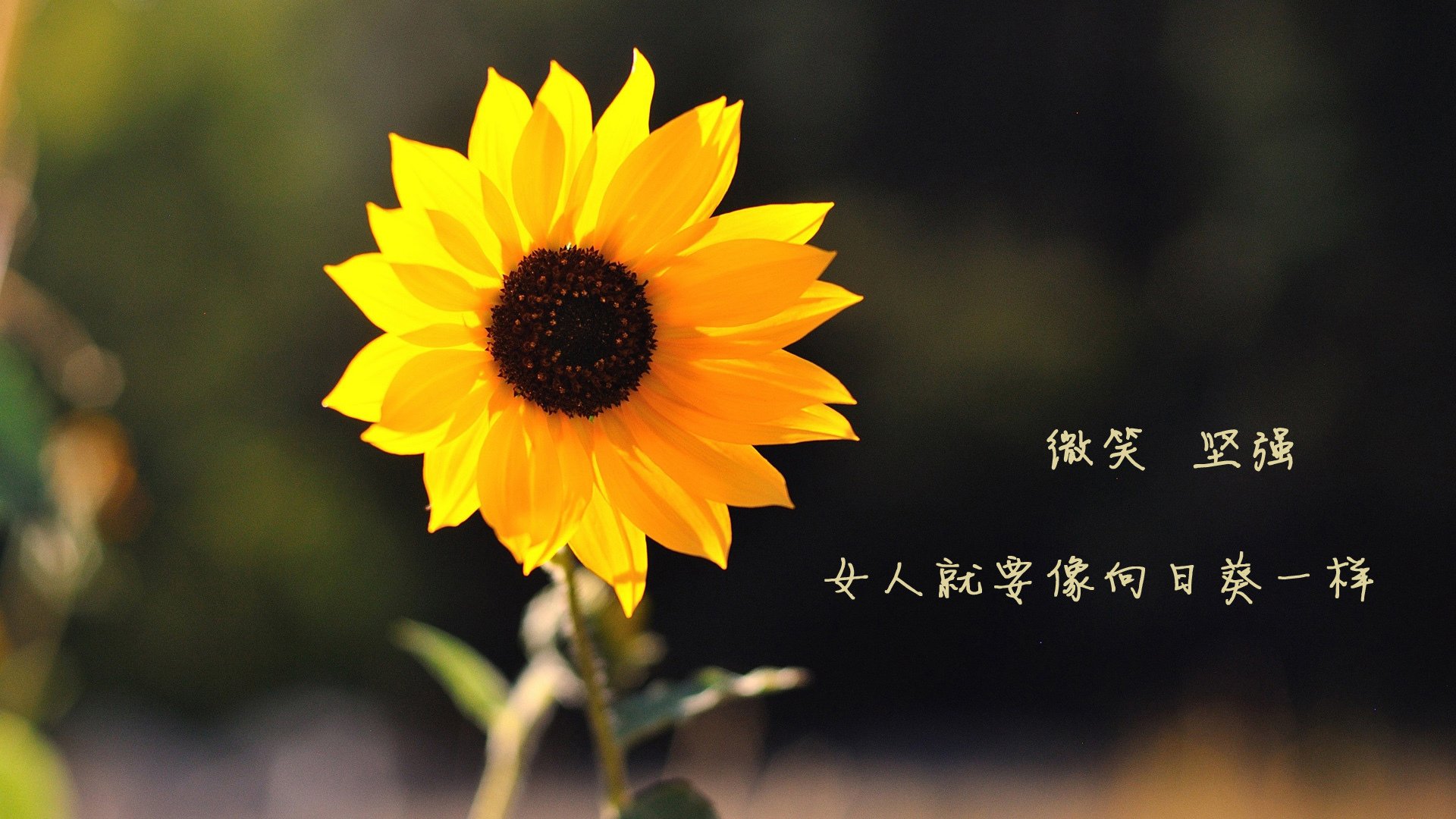 撕裂剧本,穿越时空的弧线