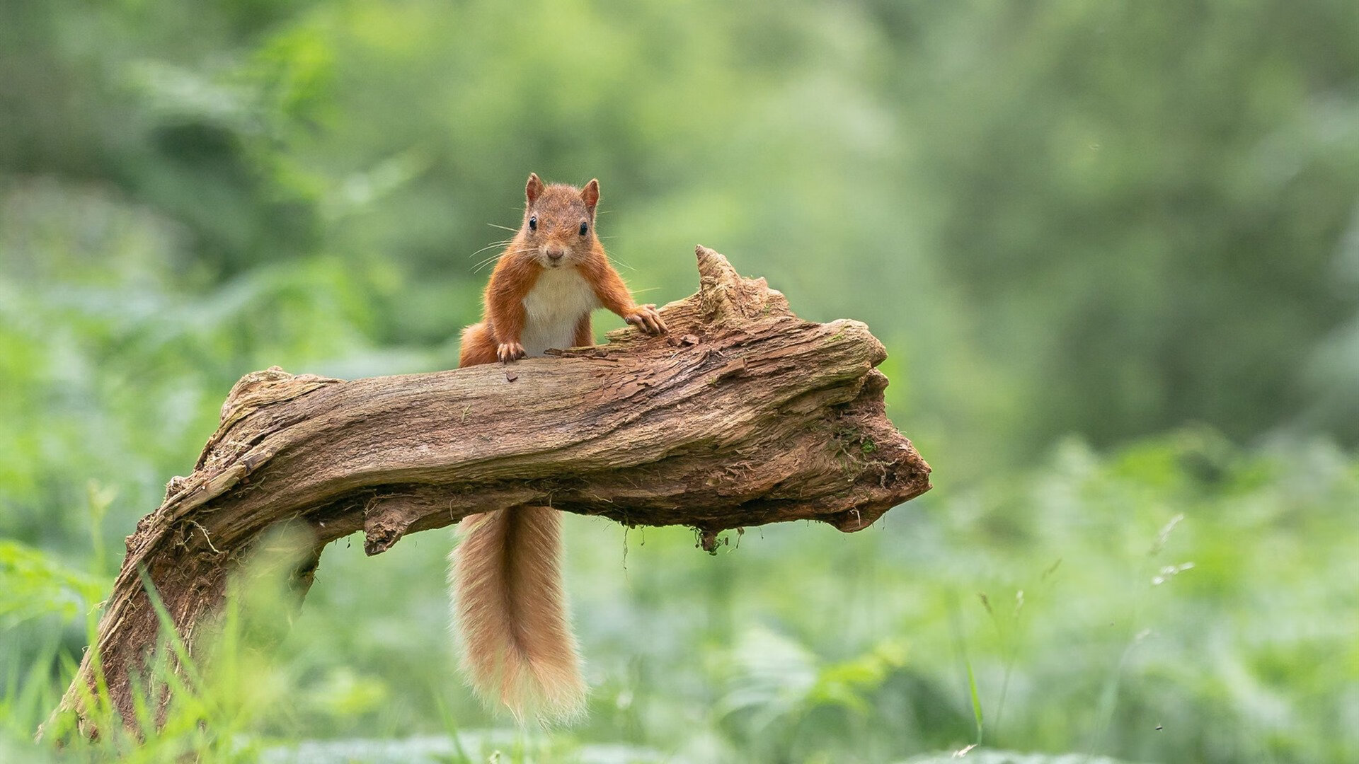 魔幻对决!非洲狂想曲奏响欧冠舞台,马里强行终结超级雄鹰神话