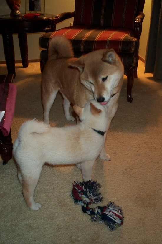 阴影下的爆发，瑞士的惊雷与莱万划下的鸿沟