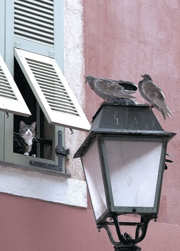 末节风暴,青涩蜕变,马克西成为关键先生带走活塞
