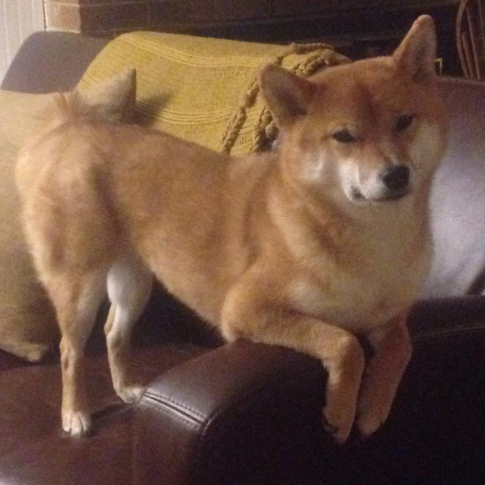 逆转的共谋，当约基奇遇见罗比·亨肖，致胜的密码并非天赋