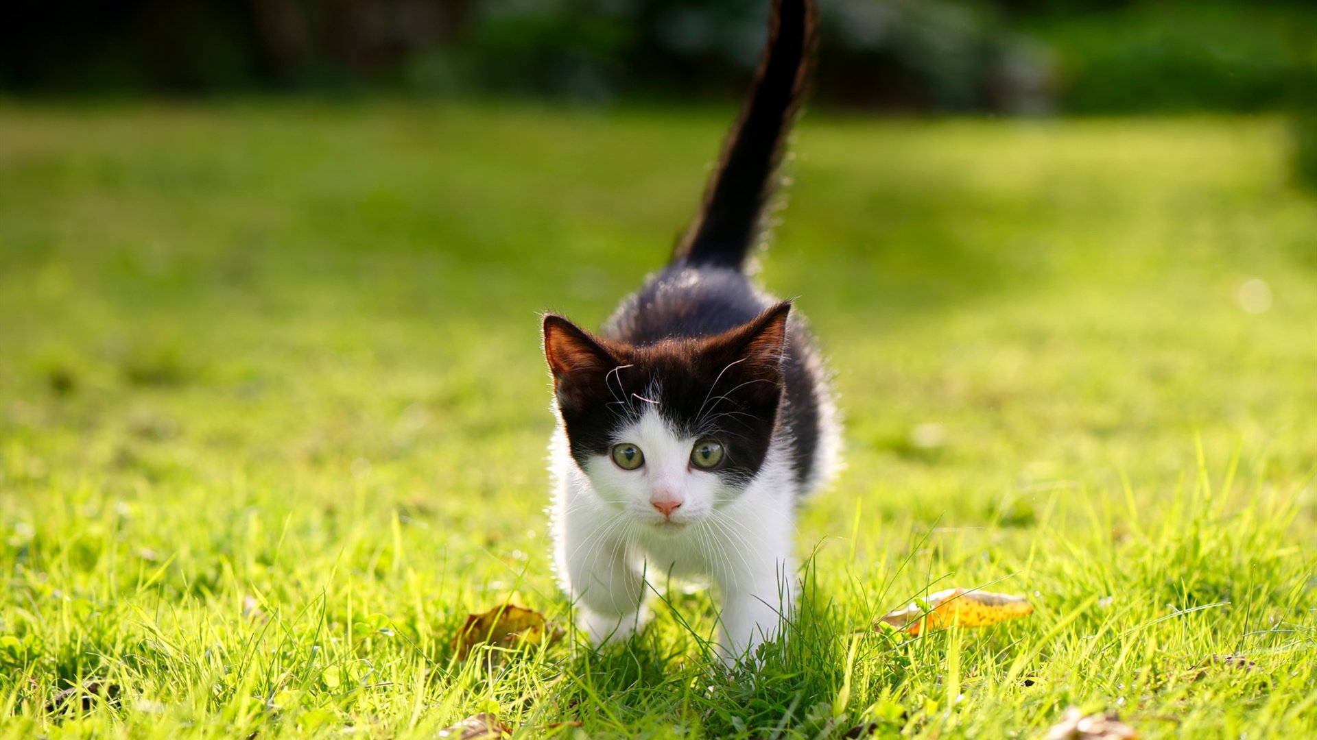文体共振，当篮球的单节狂飙遇见赛道的接管艺术