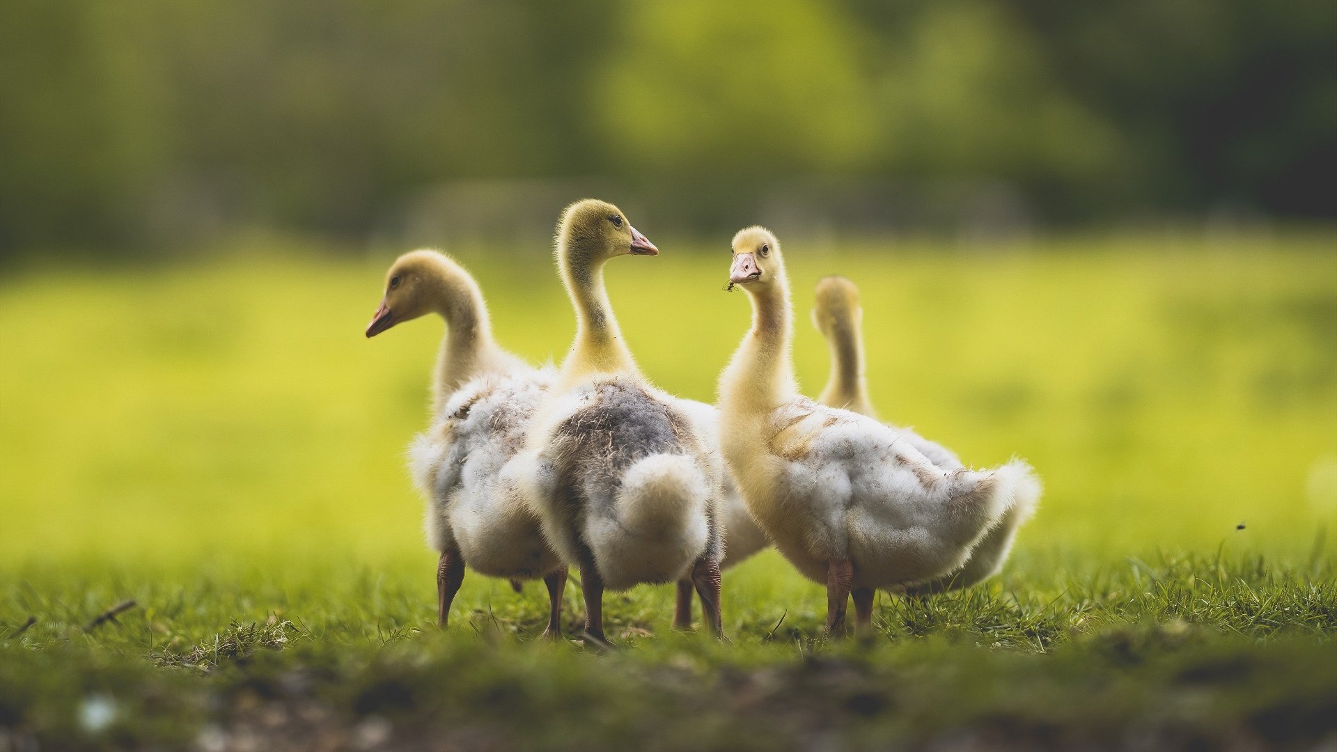 冷热双重奏，当乌拉圭团队狂潮遇上门迪的个人接管时刻