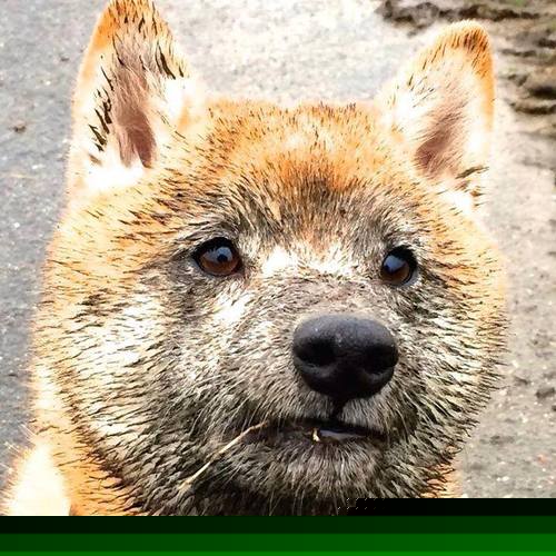 世纪平行宇宙，沙特补时绝杀尤文，卡马文加抢七轰50分！我们的夜晚，是两颗恒星交错的轨迹