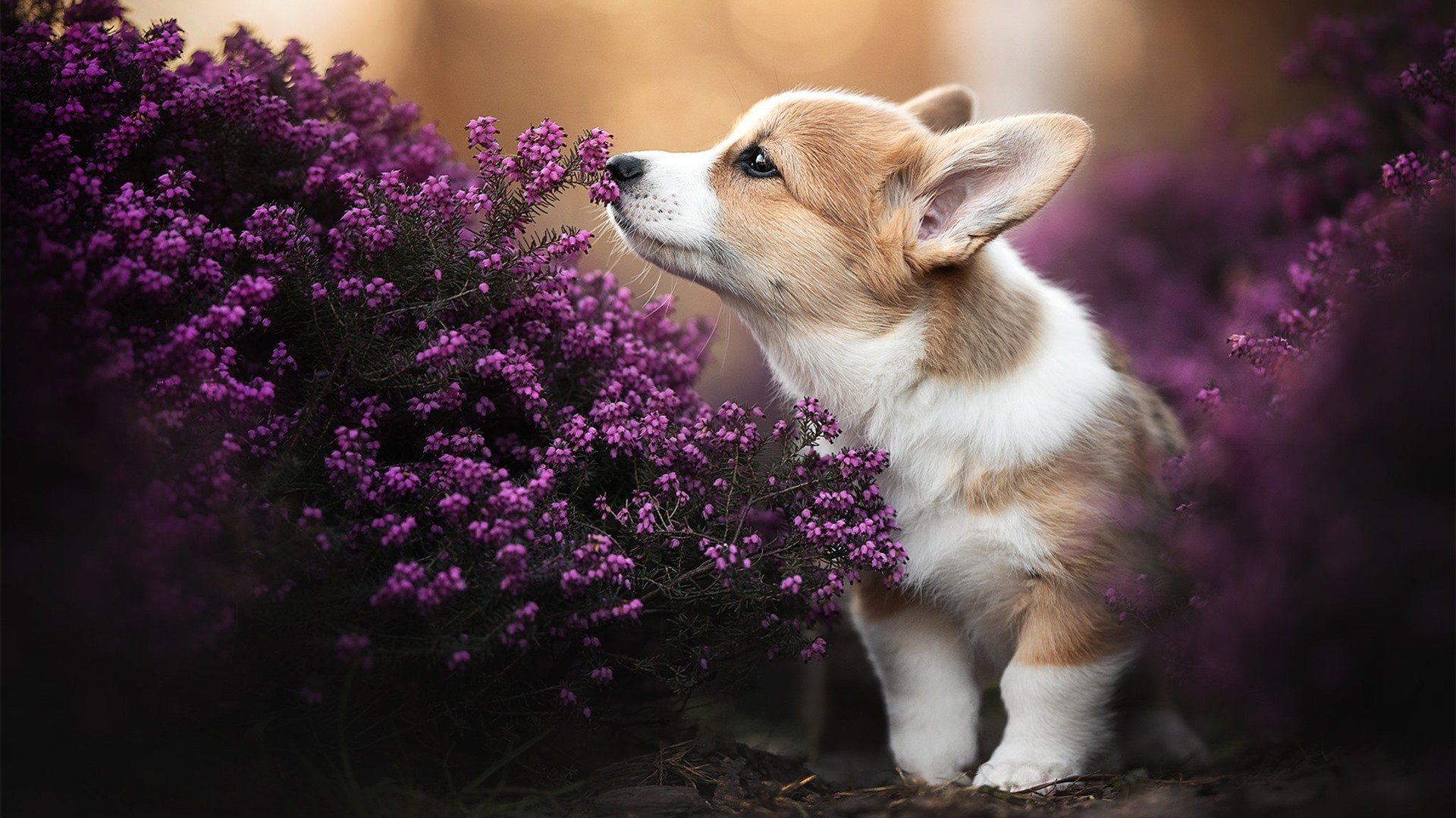 当F1教科书级表现遇上夜赛狂欢，巴斯托尼的揭幕战艺术